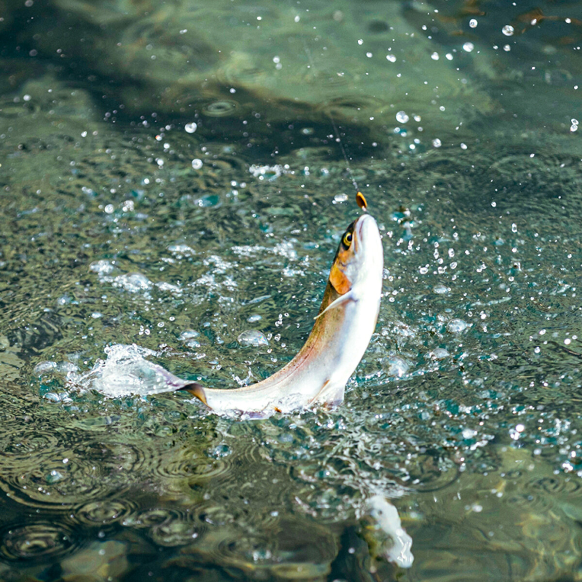 ジャッカル TROUT 鱒・トラウト釣り