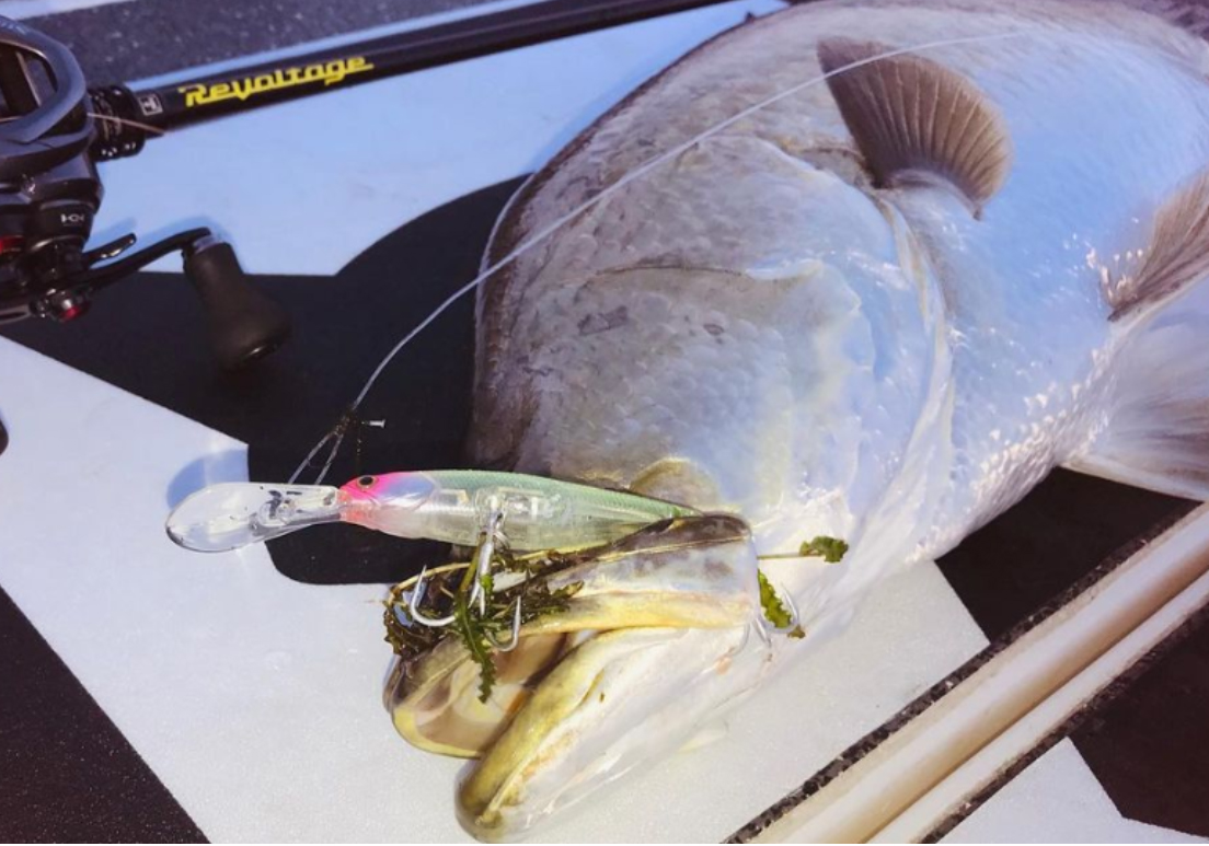Jackall Revoltage RVII-C66M+ - 【Bass Trout Salt lure fishing web order  shop】BackLash｜Japanese fishing tackle｜